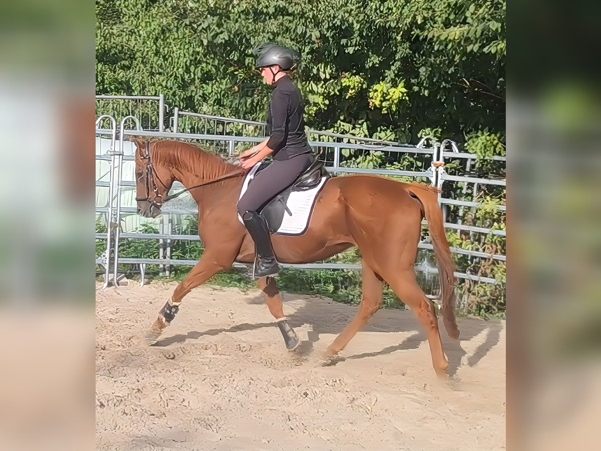 Irish Sport Horse Wallach 4 Jahre 165 cm Fuchs in Lage