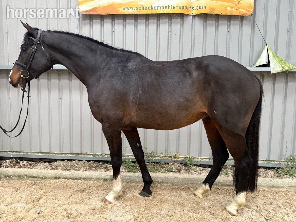 Irish Sport Horse Wallach 4 Jahre 168 cm Rappe in Waterford