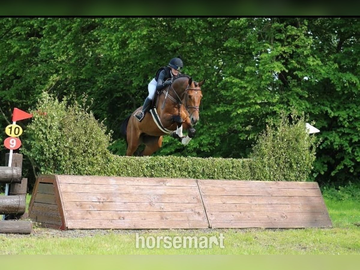 Irish Sport Horse Wallach 4 Jahre 168 cm Rotbrauner in Lismore