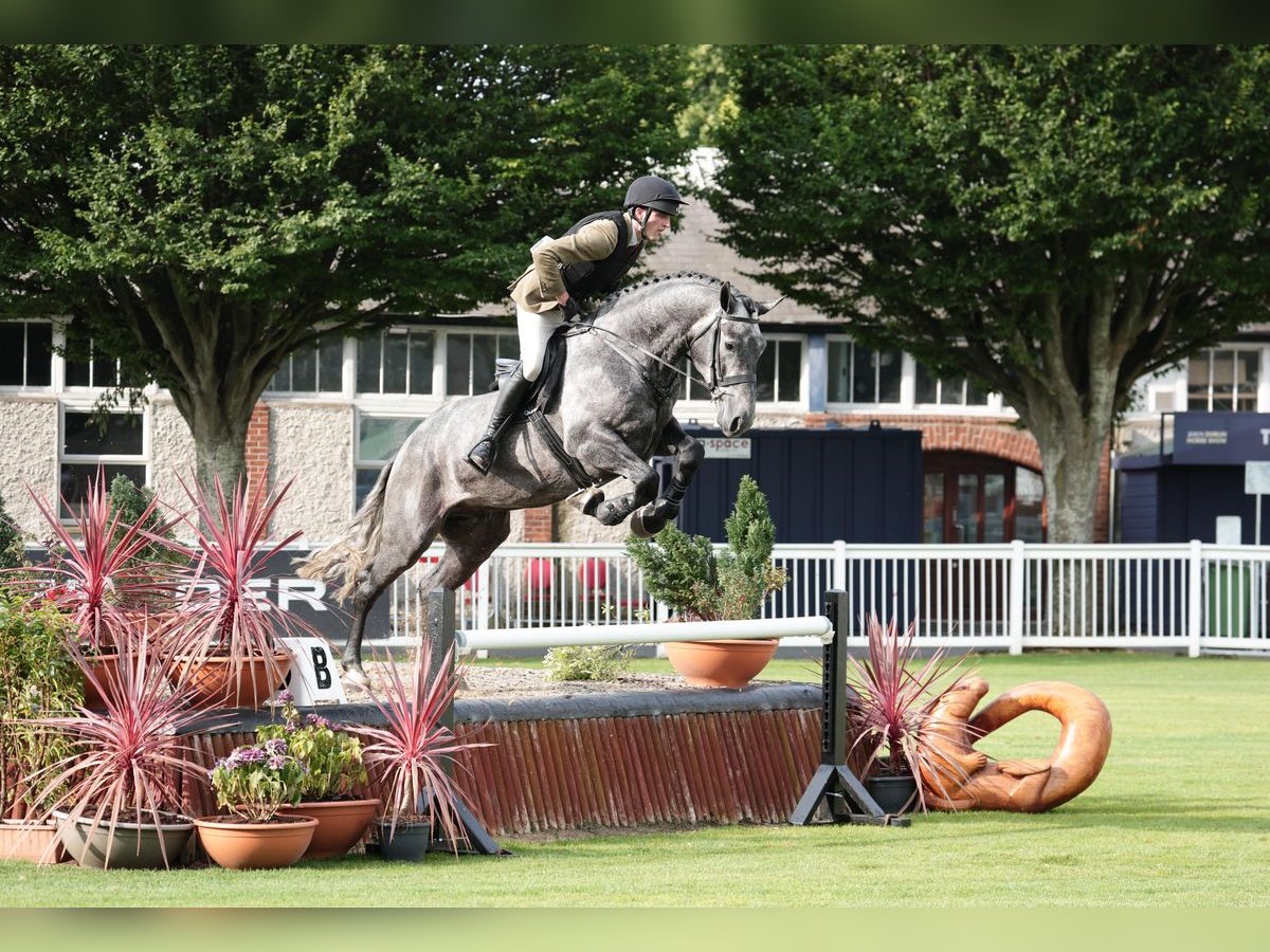 Irish Sport Horse Wallach 4 Jahre 168 cm Schimmel in Galway