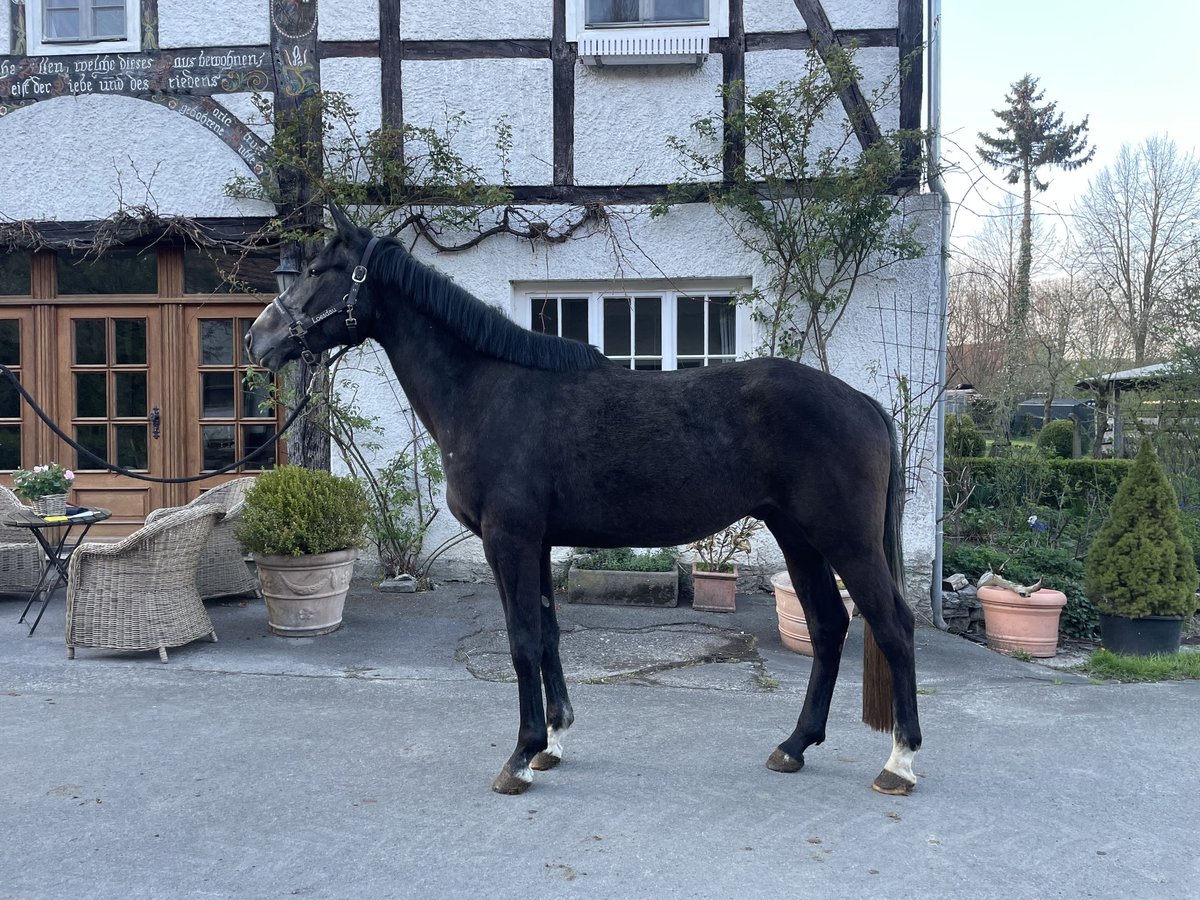 Irish Sport Horse Wallach 4 Jahre 169 cm Rappschimmel in Bad Driburg