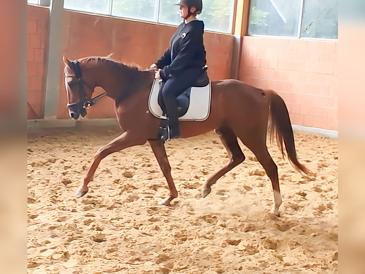 Irish Sport Horse Wallach 4 Jahre 170 cm Fuchs in Lage Irish Sport Horse Wallach 4 Jahre 170 cm Fuchs in Lage