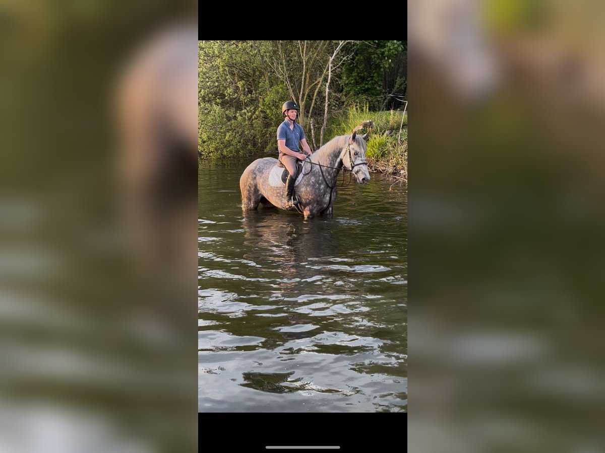 Irish Sport Horse Wallach 4 Jahre 170 cm Schimmel in Galway