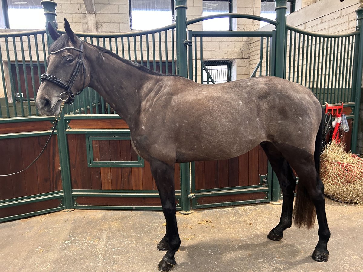Irish Sport Horse Wallach 4 Jahre 170 cm Schimmel in Wicklow