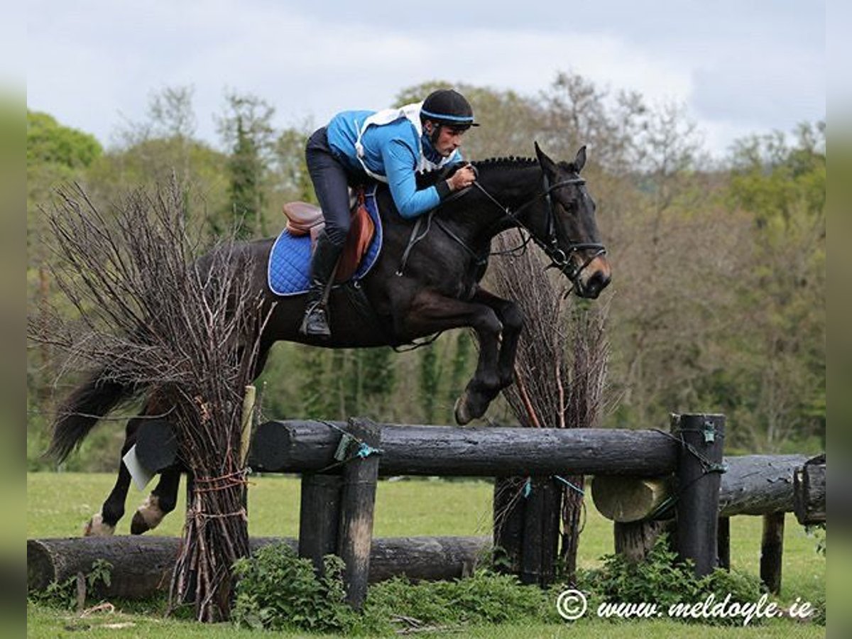 Irish Sport Horse Wallach 5 Jahre 165 cm Dunkelbrauner in Mountrath