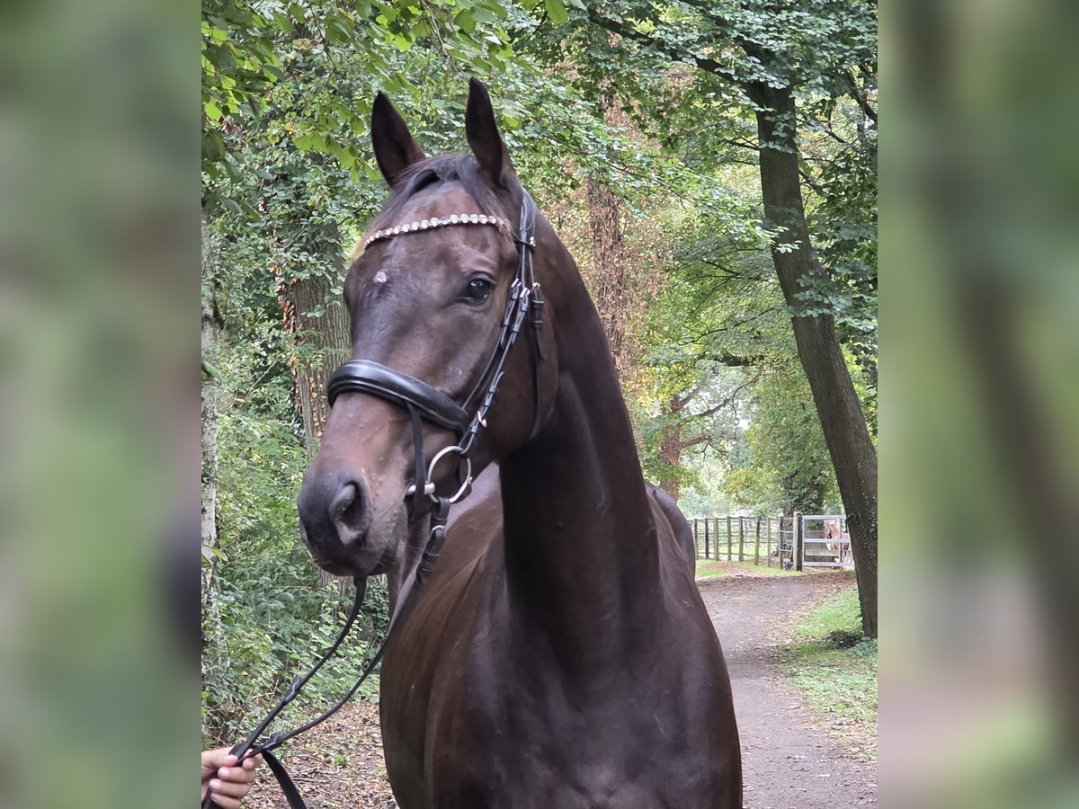 Irish Sport Horse Wallach 5 Jahre 165 cm Schwarzbrauner in Wachtendonk