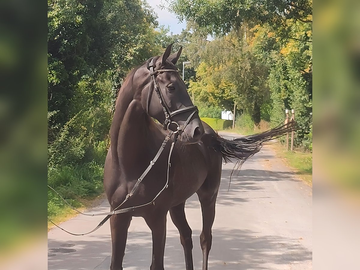 Irish Sport Horse Wallach 5 Jahre 166 cm Rappe in Lage
