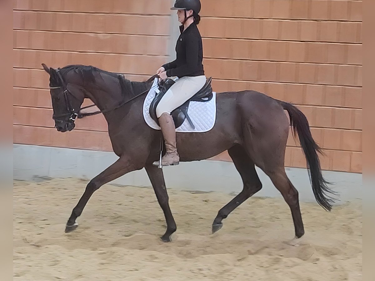 Irish Sport Horse Wallach 5 Jahre 167 cm Brauner in Lage
