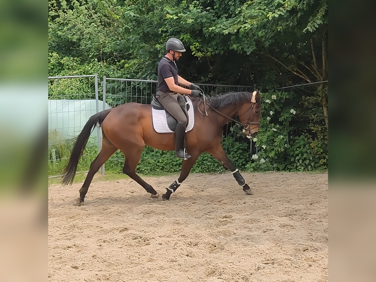 Irish Sport Horse Wallach 5 Jahre 168 cm Brauner in Lage