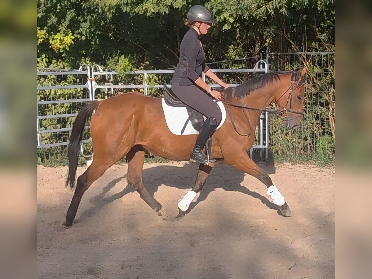 Irish Sport Horse Wallach 5 Jahre 168 cm Brauner in Lage