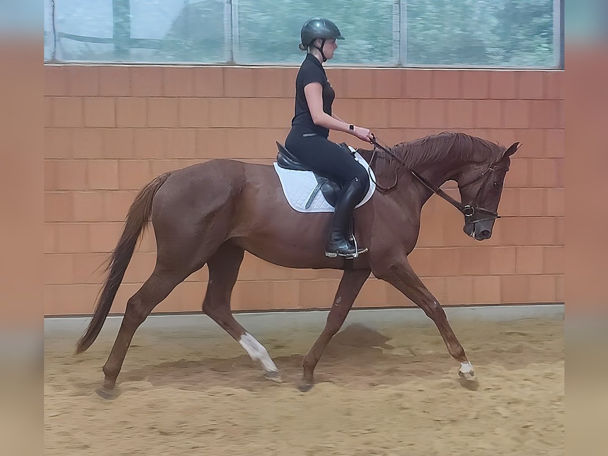 Irish Sport Horse Wallach 5 Jahre 180 cm Fuchs in Lage