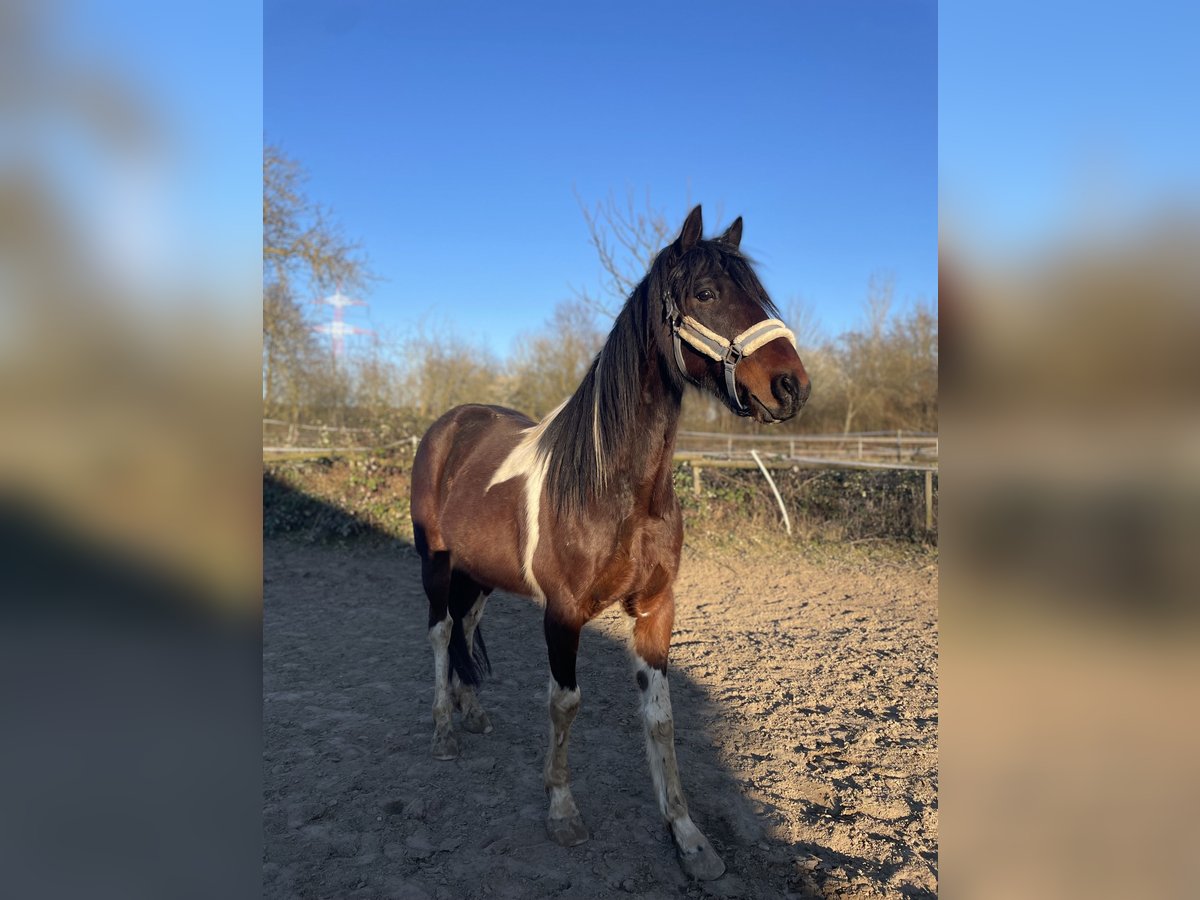 Irish Sport Horse Wallach 6 Jahre 155 cm Schecke in Wiesloch