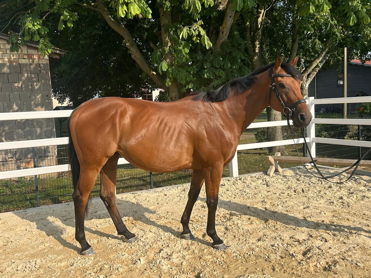 Irish Sport Horse Wallach 6 Jahre 160 cm Brauner in Harzgerode