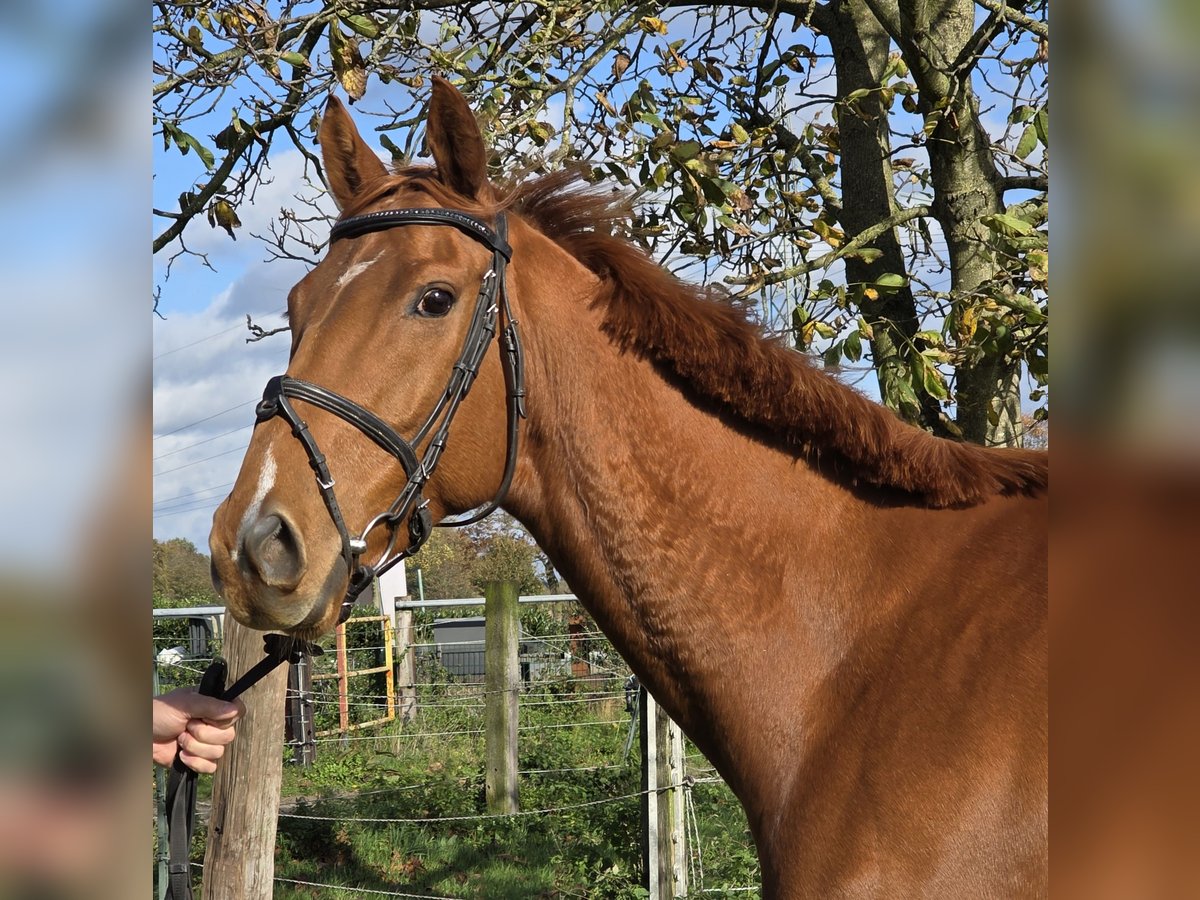 Irish Sport Horse Mix Wallach 6 Jahre 162 cm Fuchs in Wachtendonk Irish Sport Horse Mix Wallach 6 Jahre 162 cm Fuchs in Wachtendonk