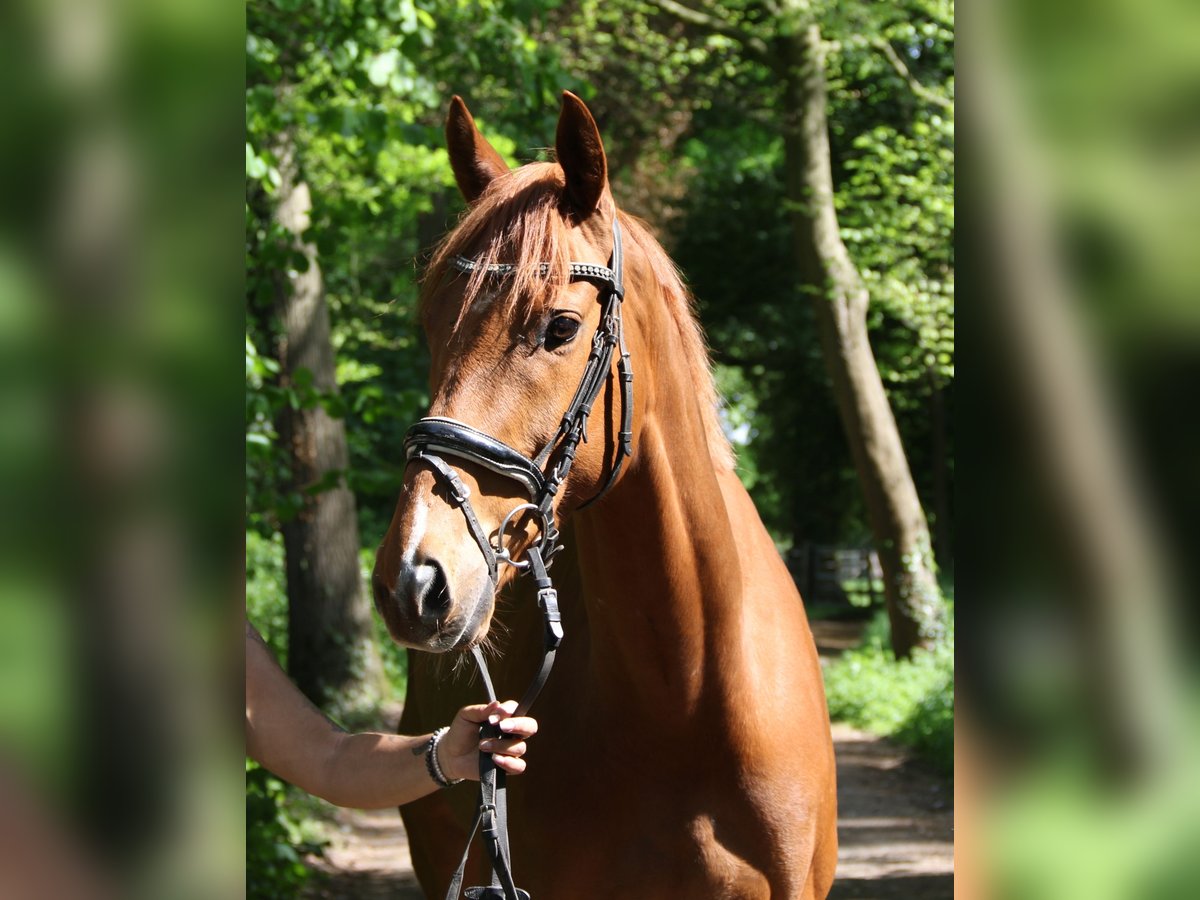 Irish Sport Horse Wallach 6 Jahre 163 cm Fuchs in Wachtendonk