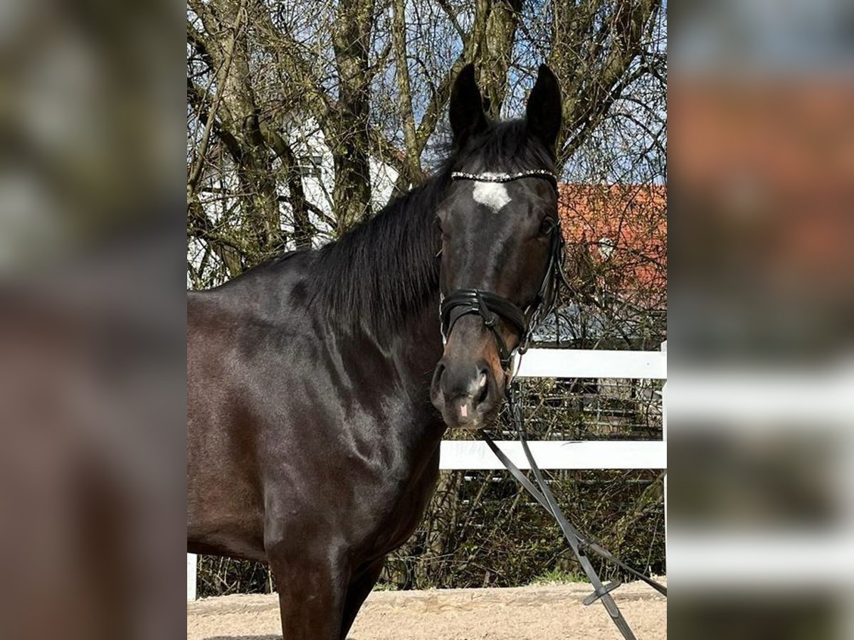 Irish Sport Horse Wallach 6 Jahre 165 cm Dunkelbrauner in Loiching