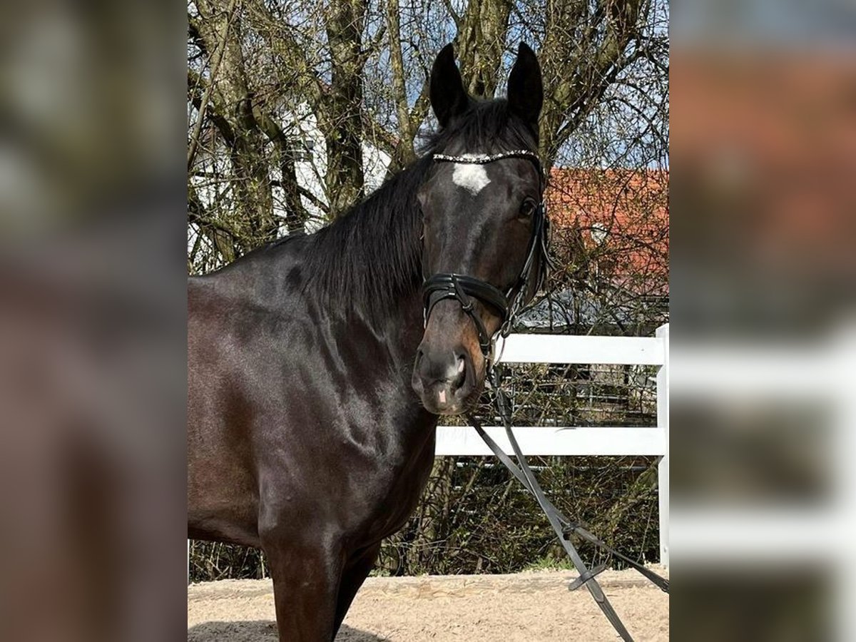 Irish Sport Horse Wallach 6 Jahre 165 cm Dunkelbrauner in Loiching