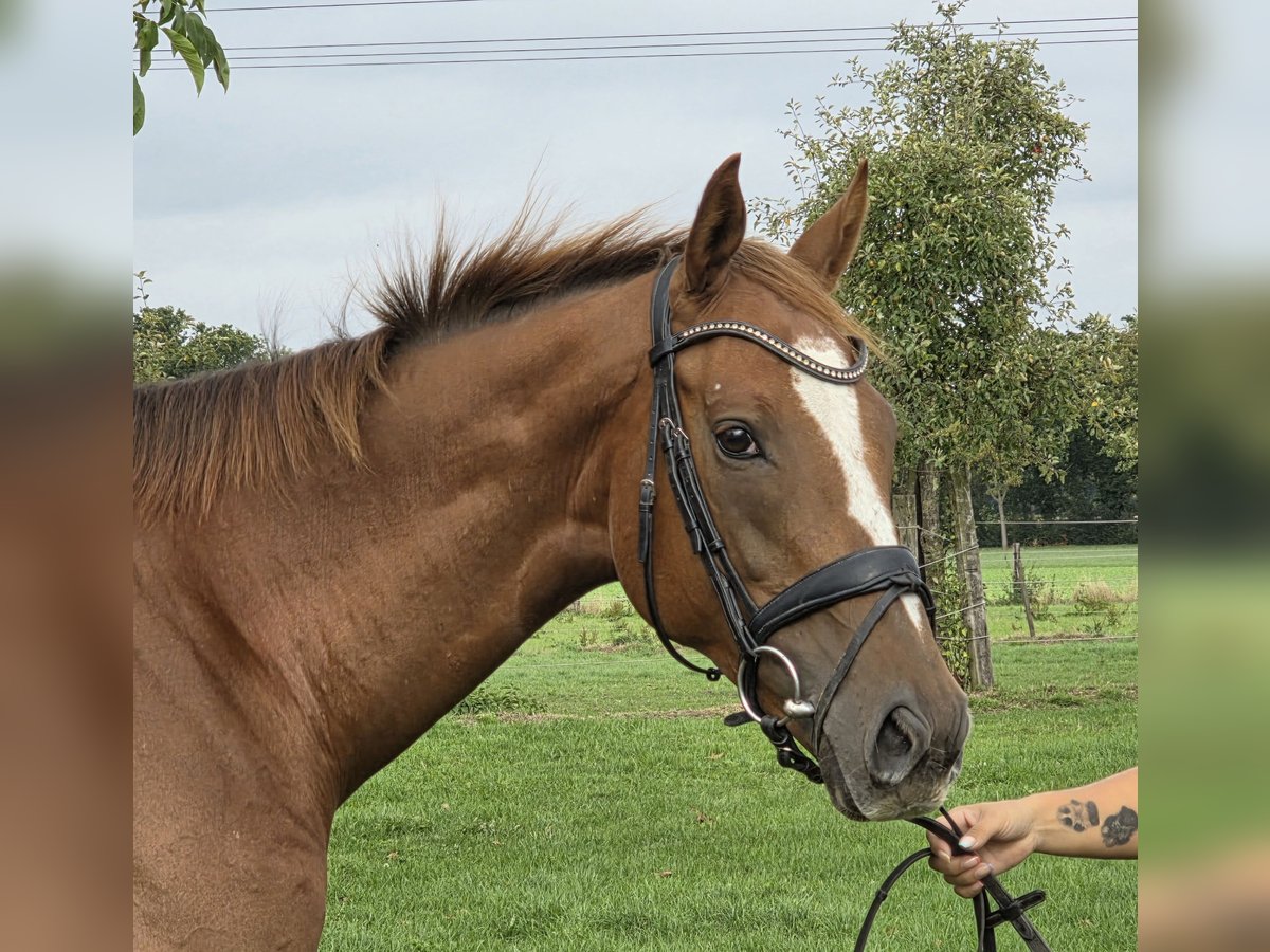 Irish Sport Horse, Wallach in Wachtendonk