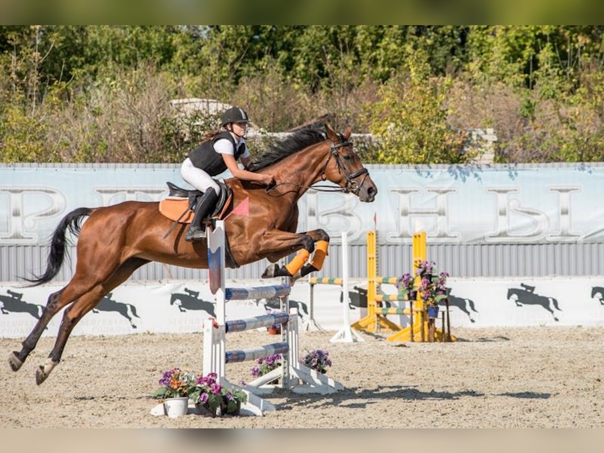 Irish Sport Horse Wallach 6 Jahre 167 cm Brauner in Wangen im Allgäu Irish Sport Horse Wallach 6 Jahre 167 cm Brauner in Wangen im Allgäu