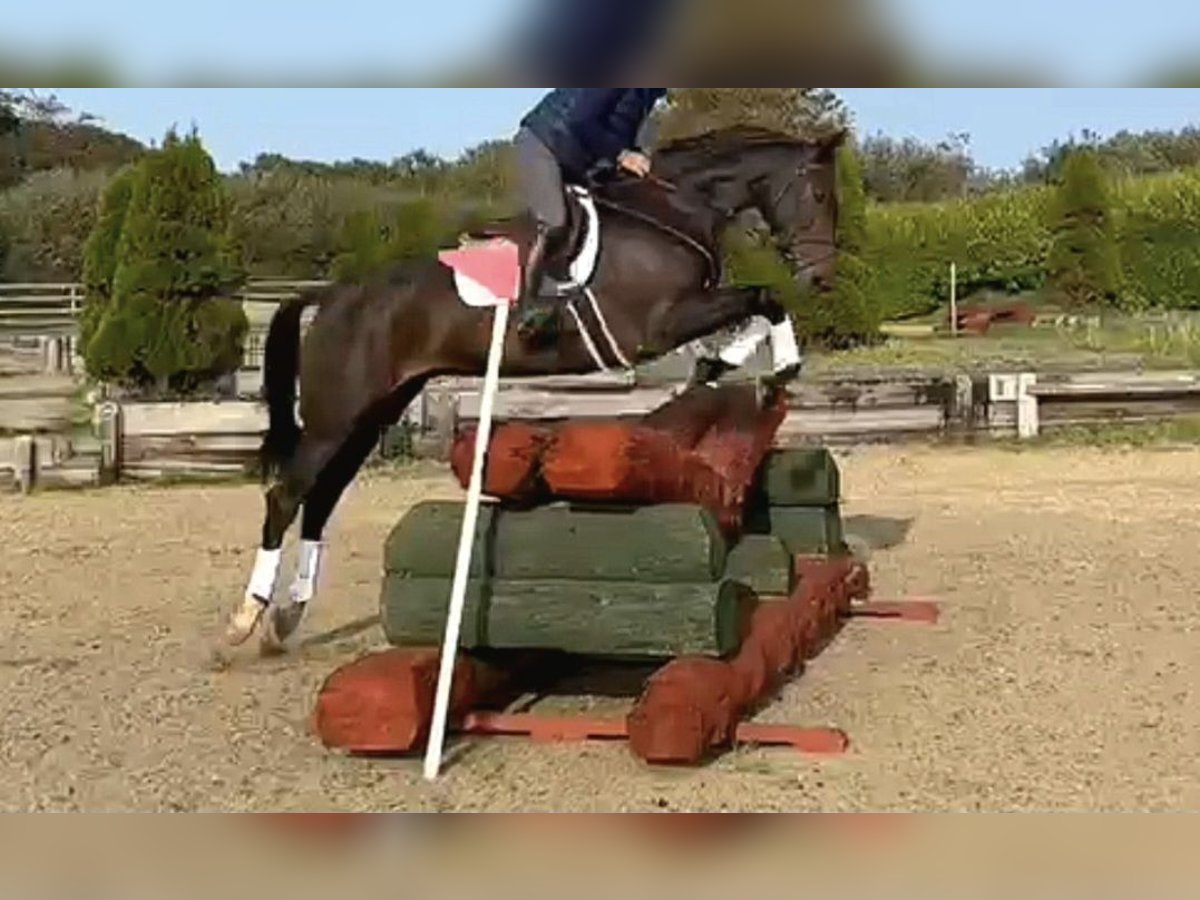 Irish Sport Horse Wallach 6 Jahre 167 cm Dunkelbrauner in Hof