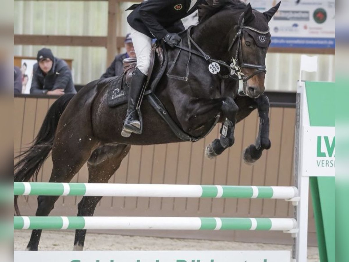 Irish Sport Horse Wallach 6 Jahre 169 cm Dunkelbrauner in Hof