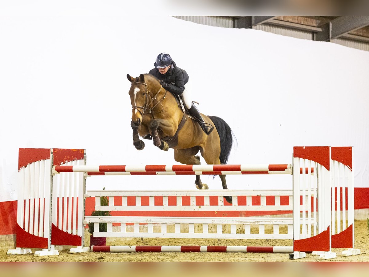 Irish Sport Horse Wallach 6 Jahre 171 cm Brauner in Waddinxveen