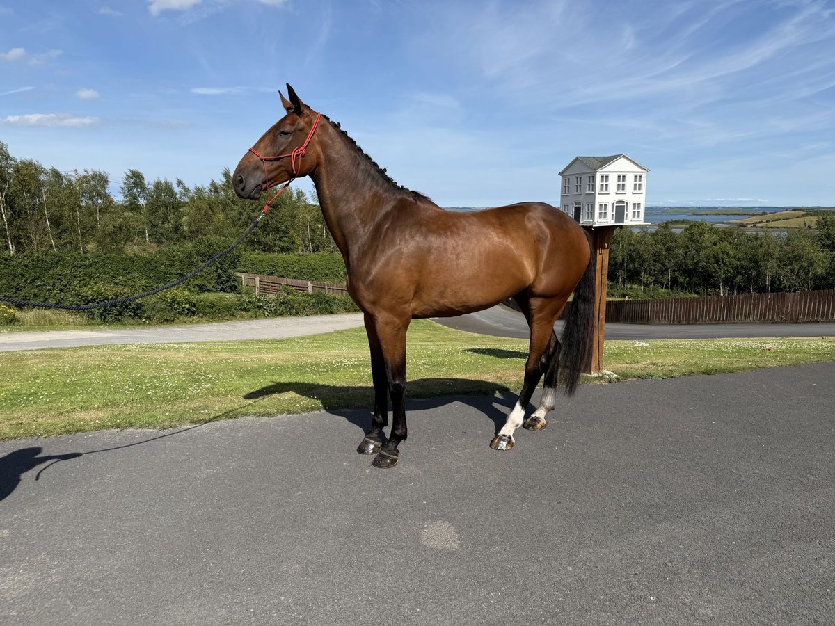 Irish Sport Horse Wallach 6 Jahre 173 cm Rotbrauner in Killinchy