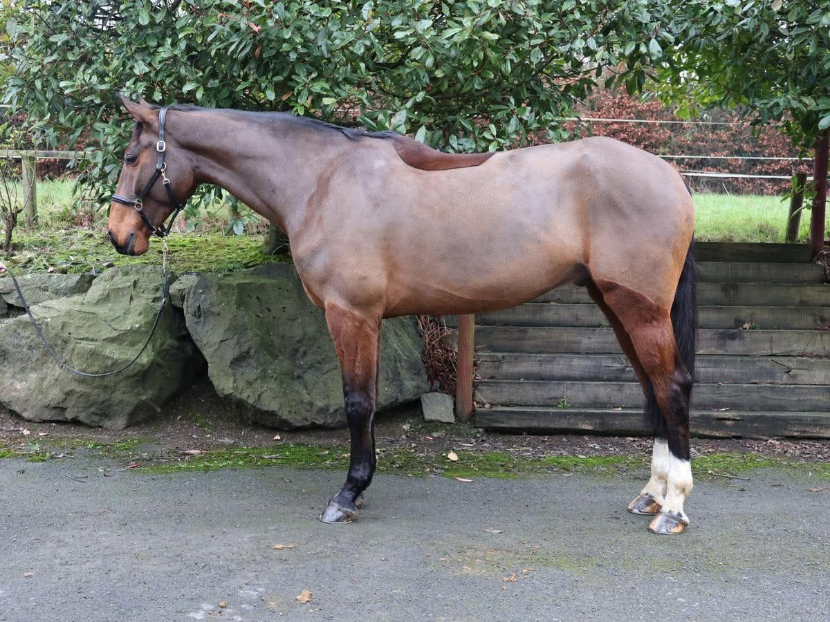 Irish Sport Horse Wallach 6 Jahre 173 cm Rotbrauner in Killinchy