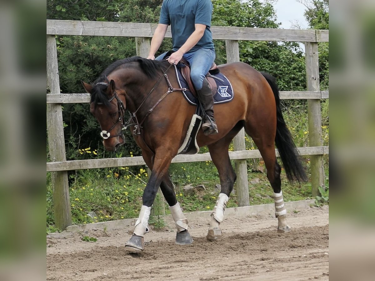 Irish Sport Horse Wallach 6 Jahre 173 cm Rotbrauner in Killinchy