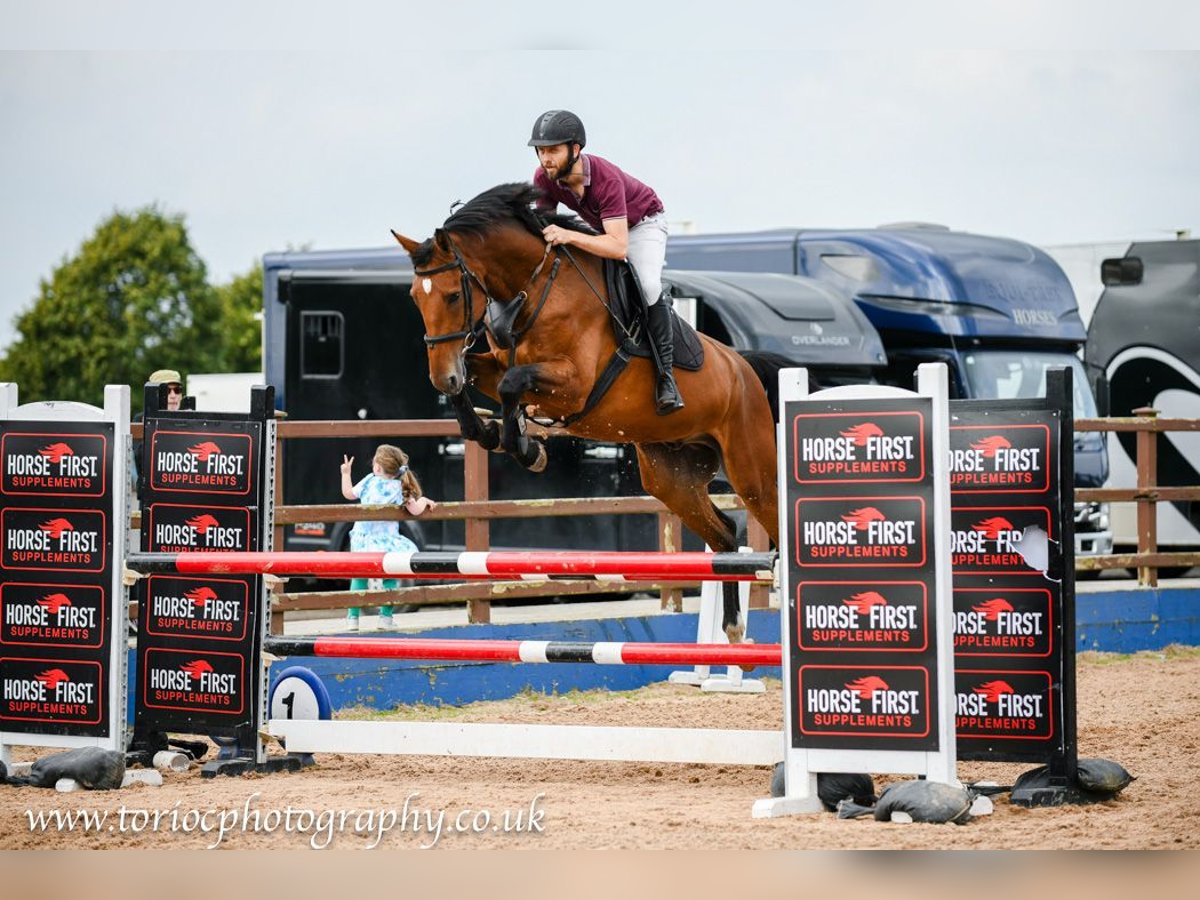 Irish Sport Horse Wallach 6 Jahre Brauner in GROTE BROGEL