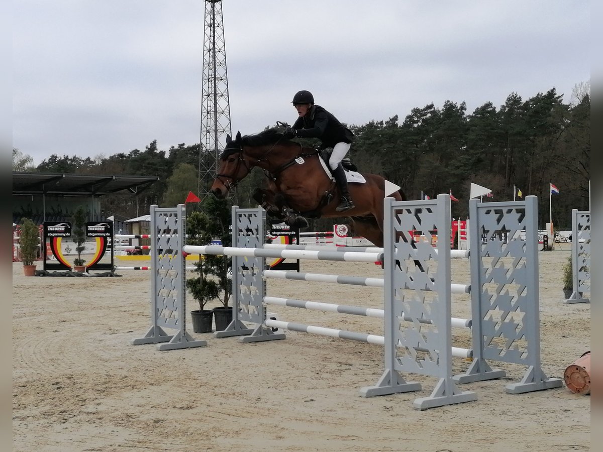 Irish Sport Horse Wallach 6 Jahre in Salzhausen