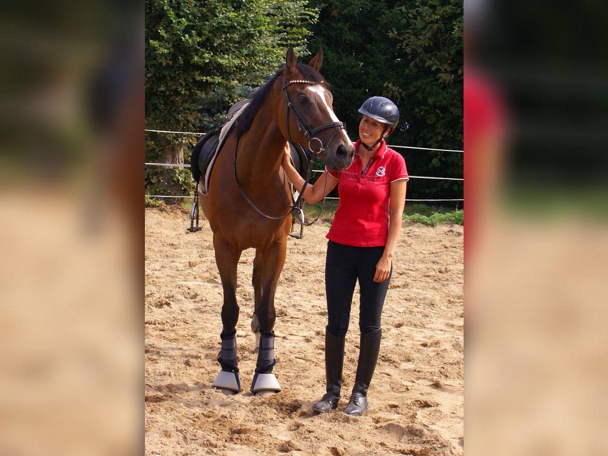 Irish Sport Horse Wallach 7 Jahre 153 cm Brauner in Velpke