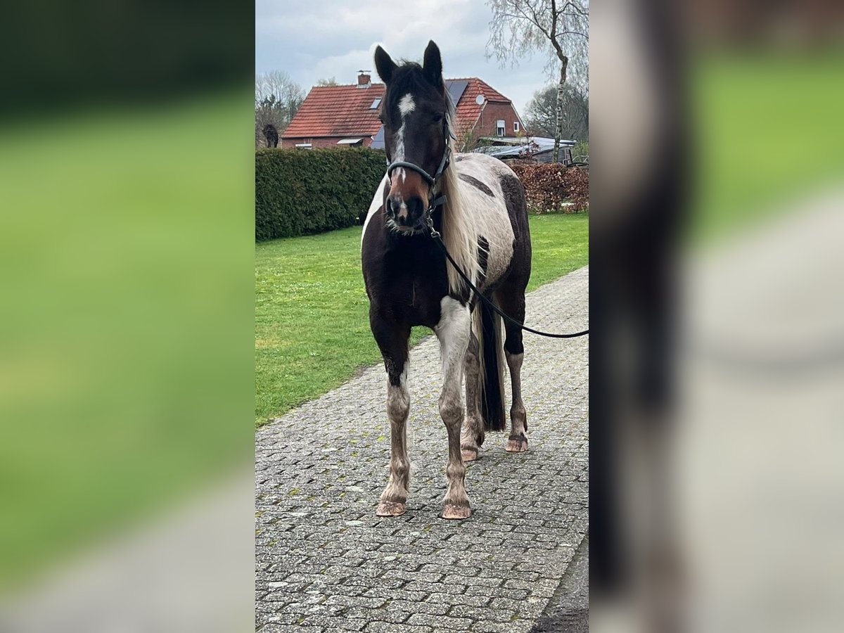 Irish Sport Horse Mix Wallach 7 Jahre 158 cm Schecke in Rhauderfehn