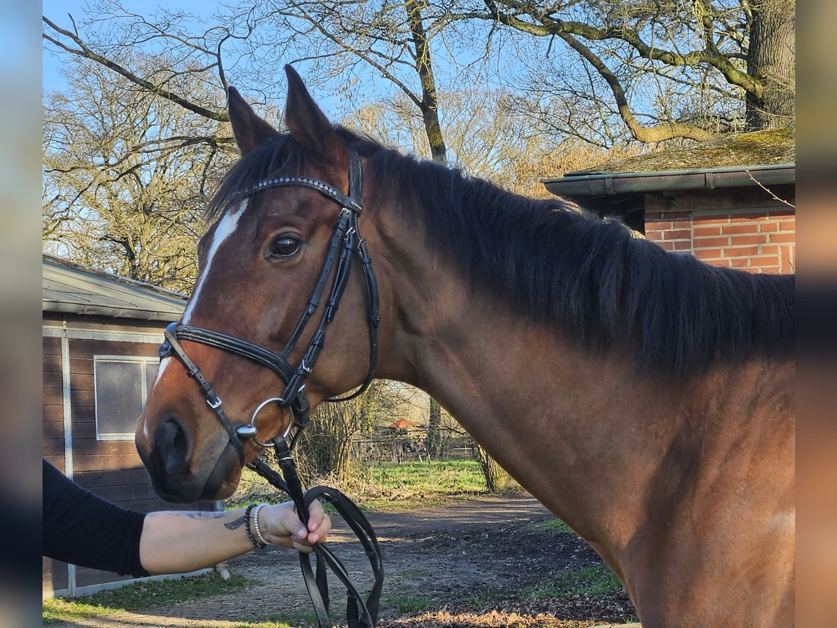 Irish Sport Horse Wallach 7 Jahre 160 cm Brauner in Wachtendonk