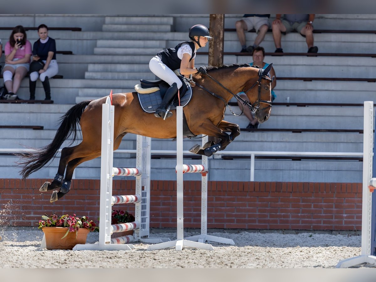 Irish Sport Horse Wallach 7 Jahre 168 cm Rotbrauner in Czech Republic