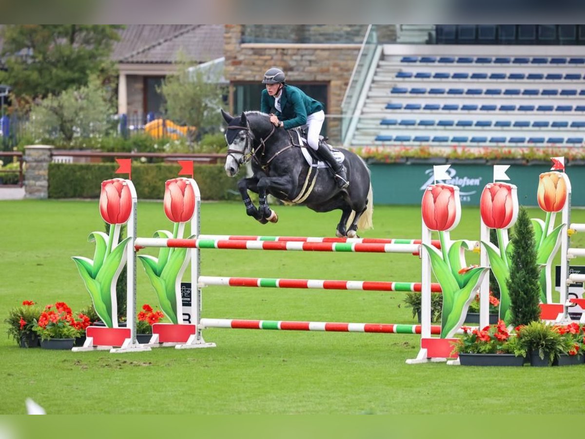 Irish Sport Horse Wallach 7 Jahre 168 cm Schimmel in Limerick