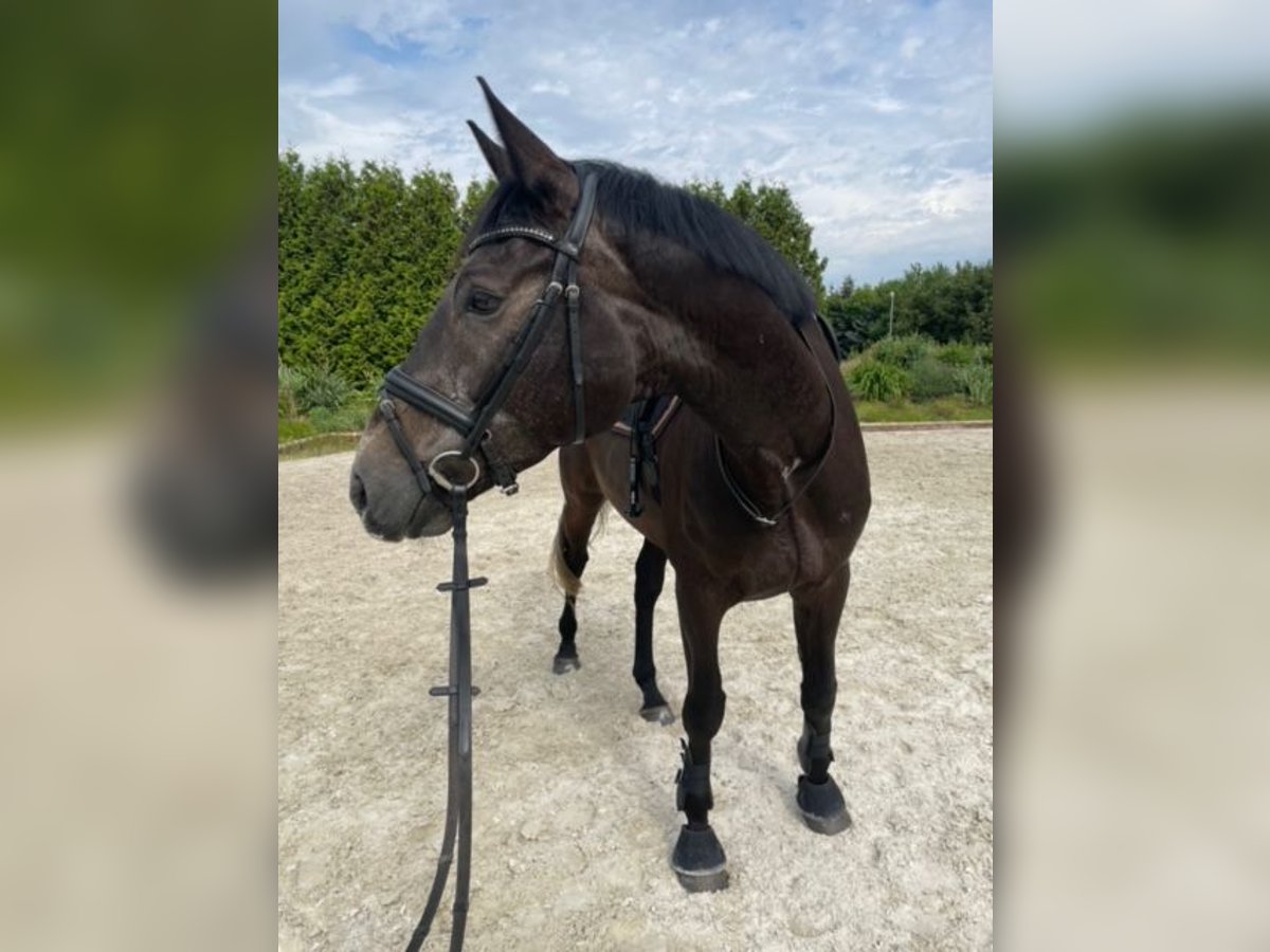 Irish Sport Horse Wallach 7 Jahre 168 cm Schimmel in Parthenstein