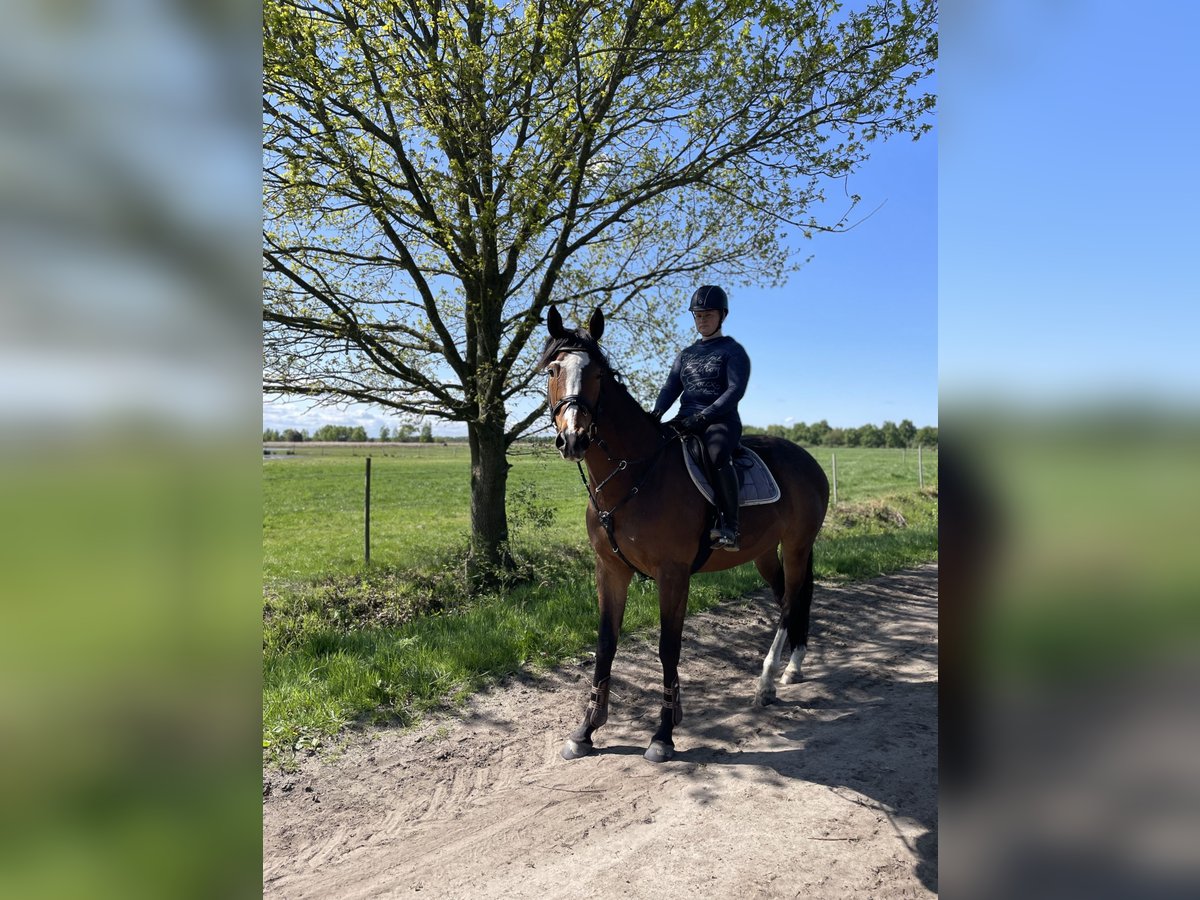 Irish Sport Horse Wallach 7 Jahre 170 cm Brauner in Ehrenburg