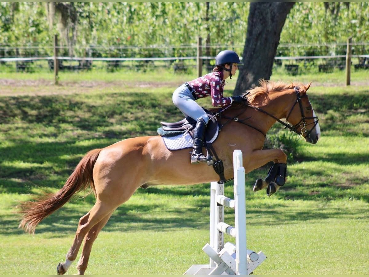 Irish Sport Horse Wallach 7 Jahre 173 cm Hellbrauner in Colchester (Essex)