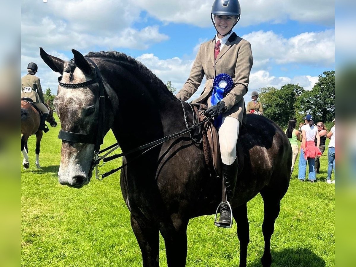 Irish Sport Horse Wallach 7 Jahre 173 cm Schimmel in Limerick