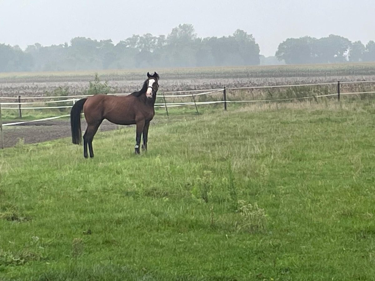 Irish Sport Horse Wallach 8 Jahre 163 cm Brauner in Herzlake