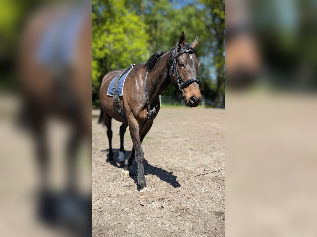 Irish Sport Horse Wallach 8 Jahre 170 cm Dunkelbrauner in Paderborn Irish Sport Horse Wallach 8 Jahre 170 cm Dunkelbrauner in Paderborn