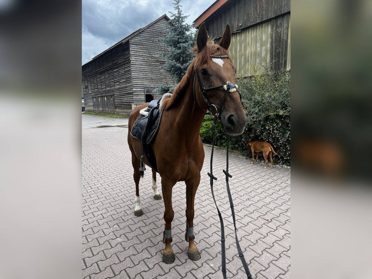 Irish Sport Horse Wallach 8 Jahre 170 cm Fuchs in Sandhausen