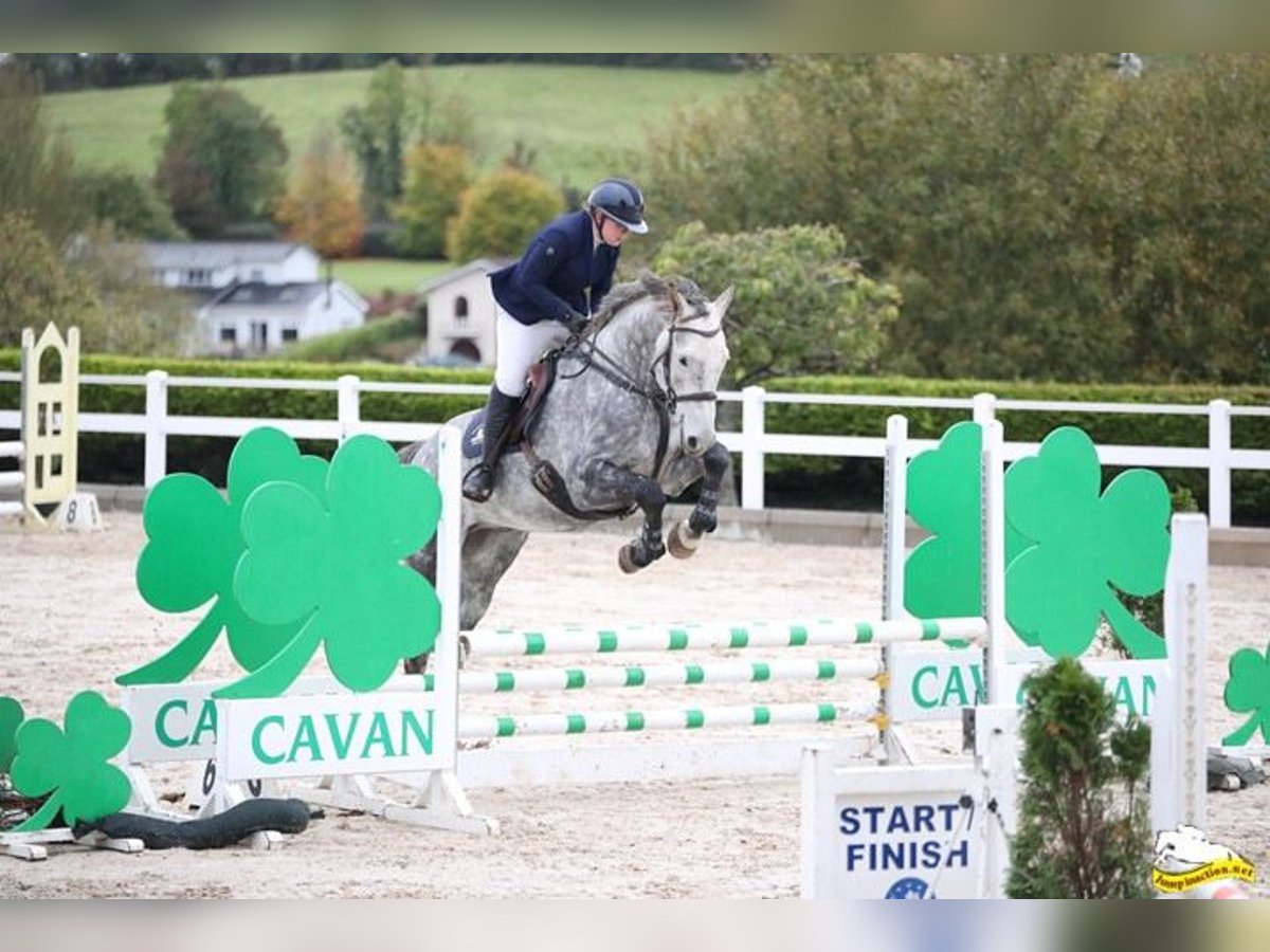 Irish Sport Horse Wallach 8 Jahre 173 cm Schimmel in MONAGHAN