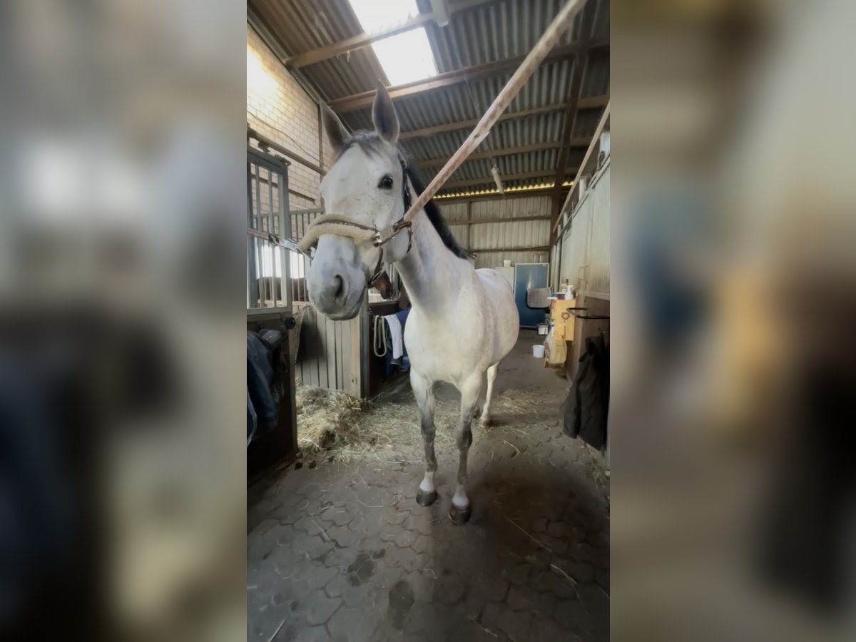 Irish Sport Horse Wallach 9 Jahre 160 cm Schimmel in Vlotho