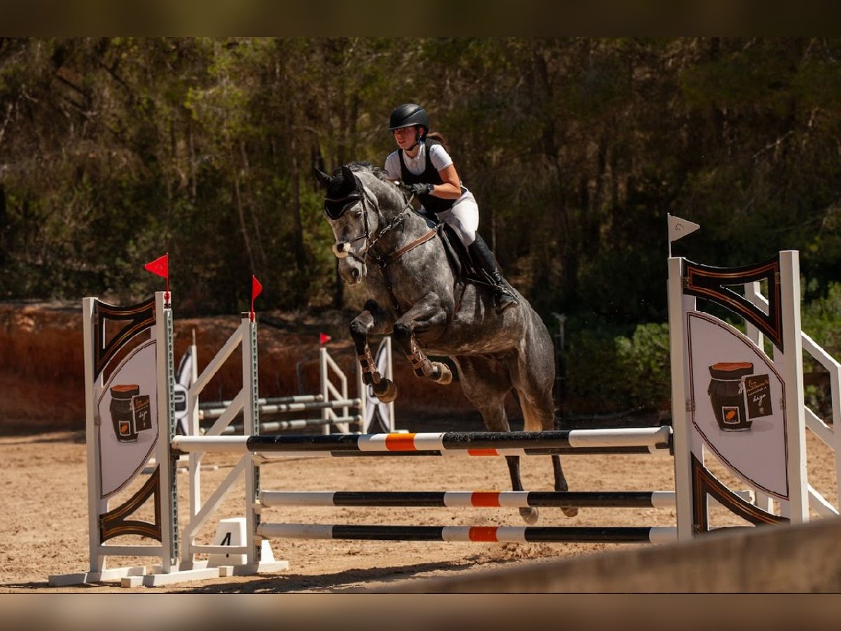Irish Sport Horse Wallach 9 Jahre 163 cm Schimmel in Santa Eul&#xE0;ria des Riu
