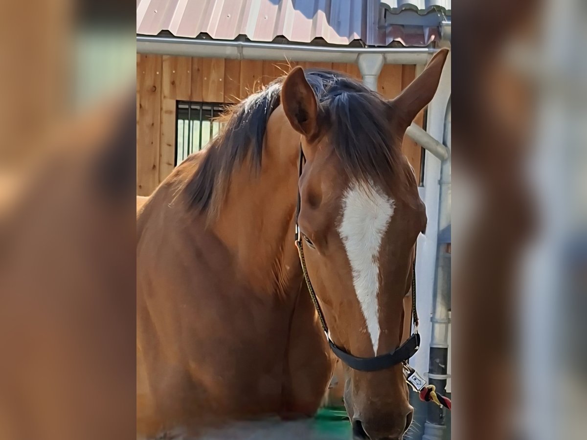 Irish Sport Horse Wallach 9 Jahre 164 cm Fuchs in Freudenberg
