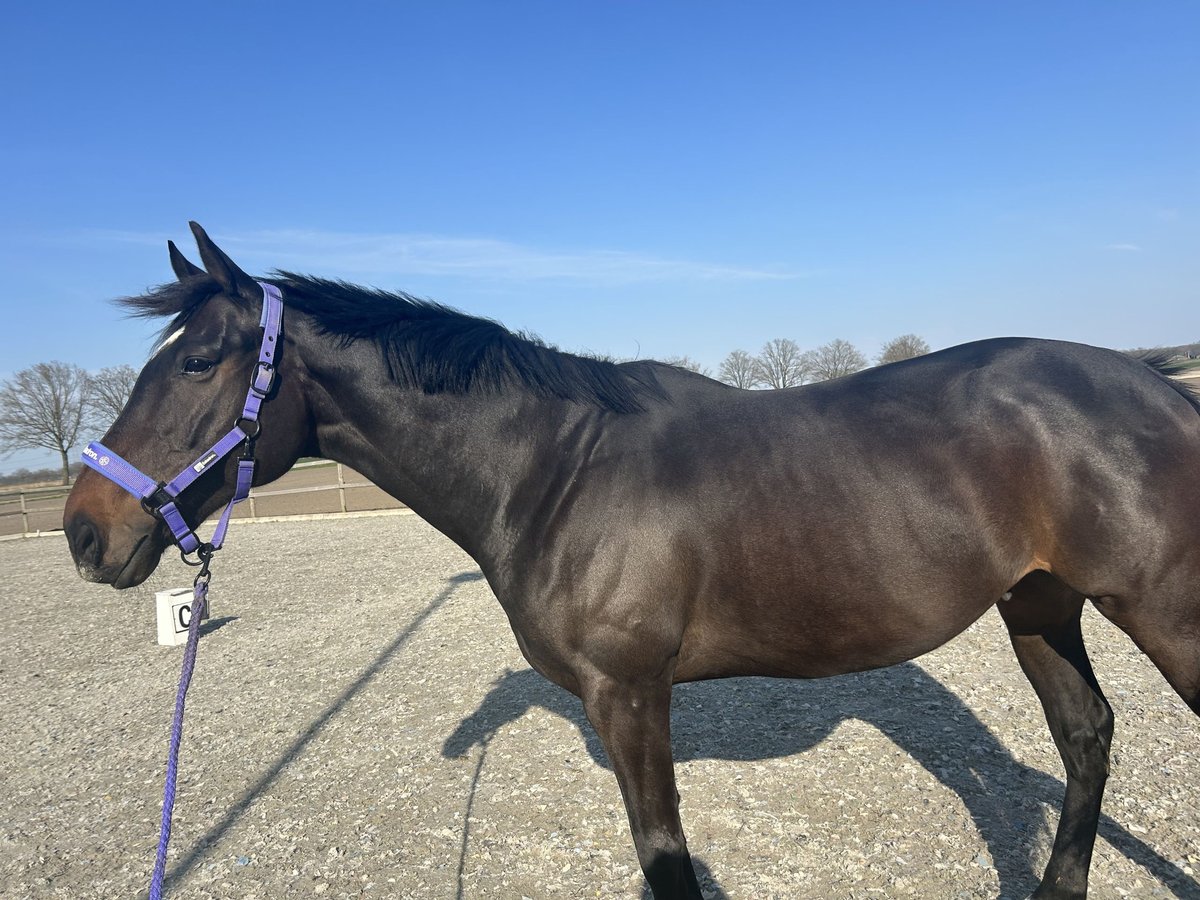 Irish Sport Horse Wallach 9 Jahre 170 cm Dunkelbrauner in Moergestel