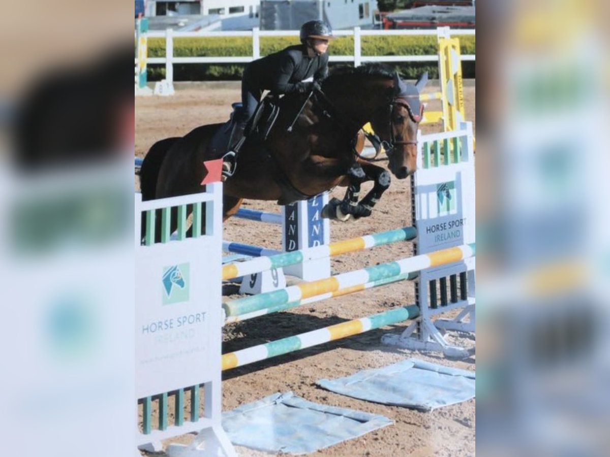 Irish Sport Horse Wallach 9 Jahre 172 cm Rotbrauner in Nowe Dąbie