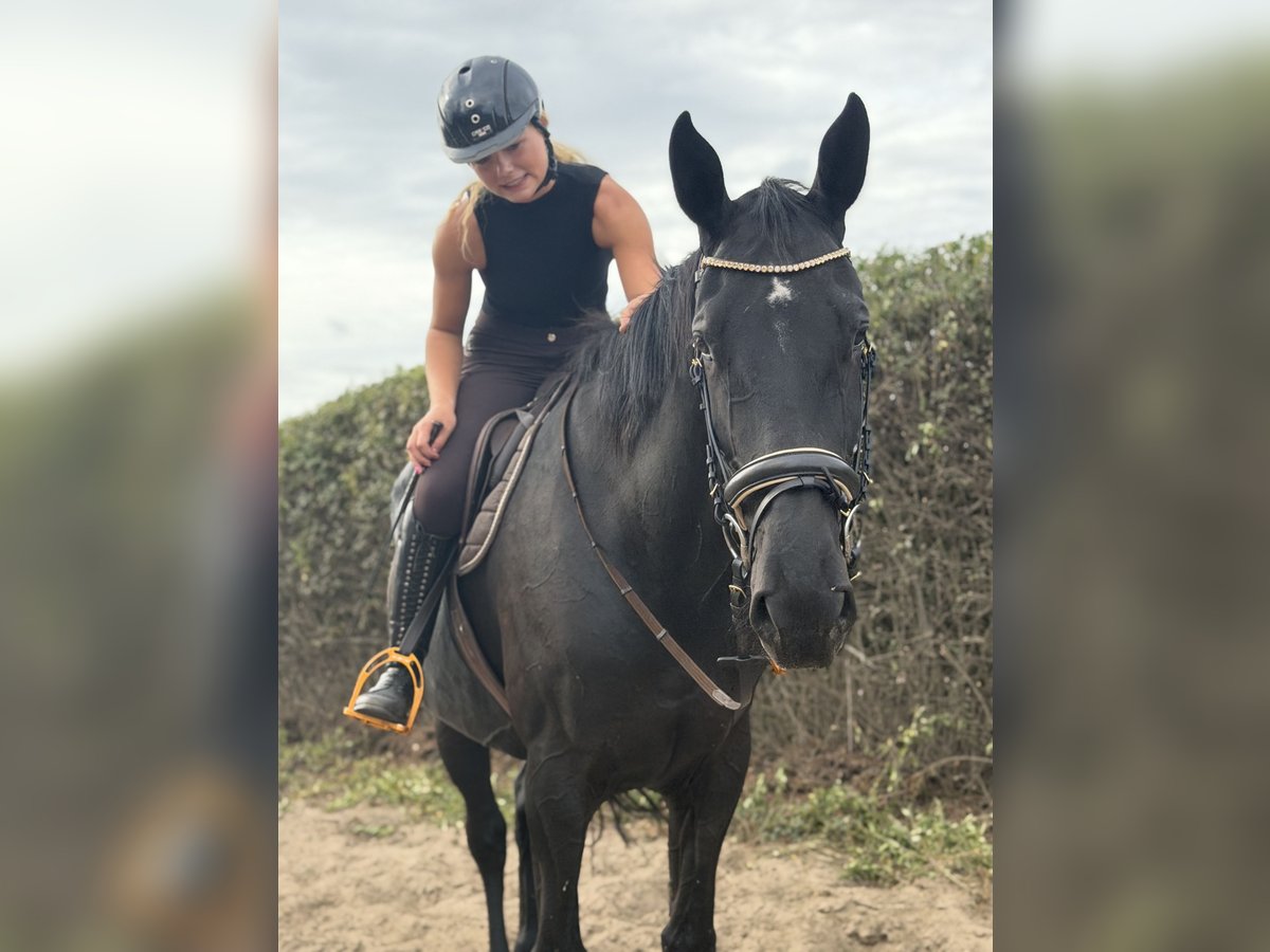 Irish Sport Horse, Wallach in Trebbin